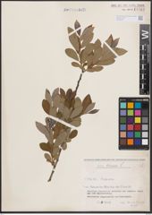 Foto von Salix cinerea L.